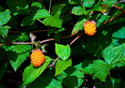 Rubus spectabilis